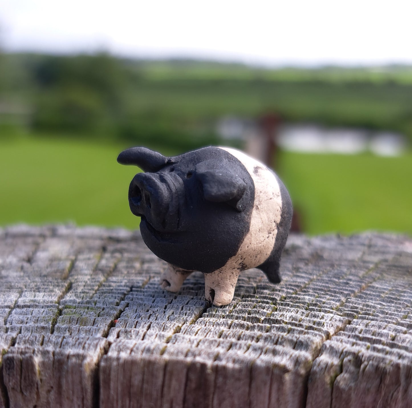 Jo Piglet